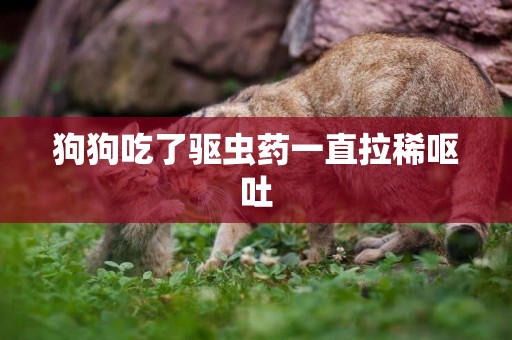 狗狗吃了驅蟲藥一直拉稀嘔吐