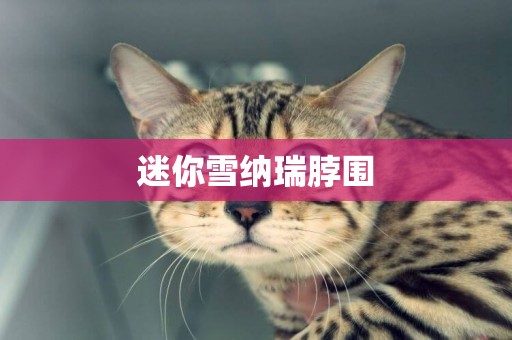 迷你雪納瑞脖圍