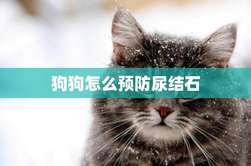 狗狗怎么預防尿結石