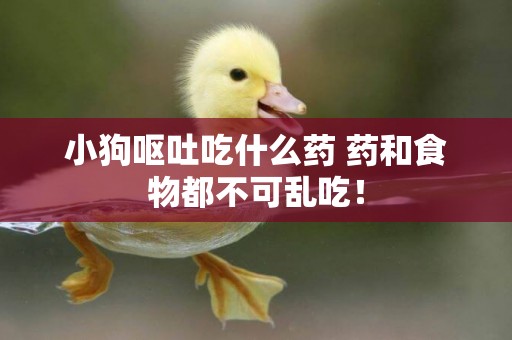 小狗嘔吐吃什么藥 藥和食物都不可亂吃！