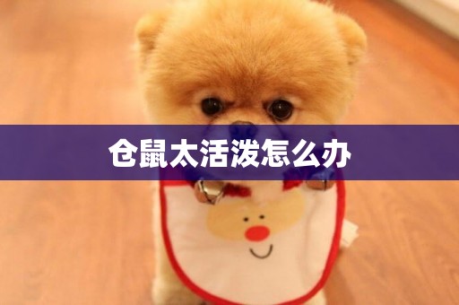 倉鼠太活潑怎么辦