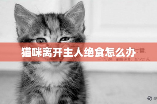 貓咪離開主人絕食怎么辦