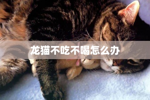 龍貓不吃不喝怎么辦