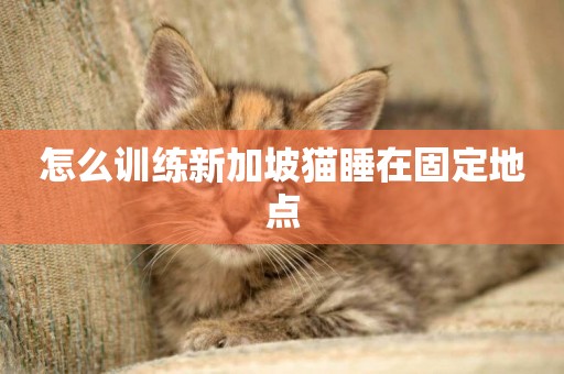 怎么訓練新加坡貓睡在固定地點
