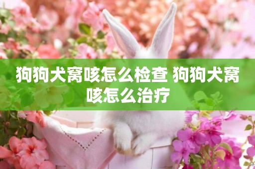 狗狗犬窩咳怎么檢查 狗狗犬窩咳怎么治療