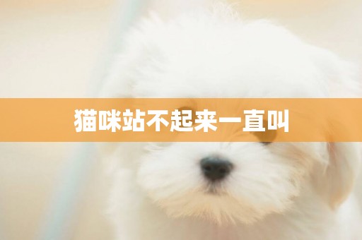 貓咪站不起來一直叫