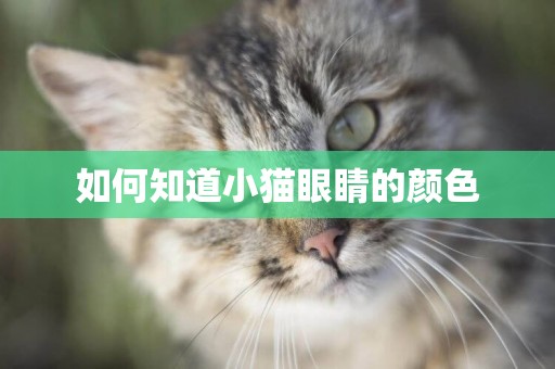 如何知道小貓眼睛的顏色