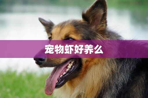 寵物蝦好養么