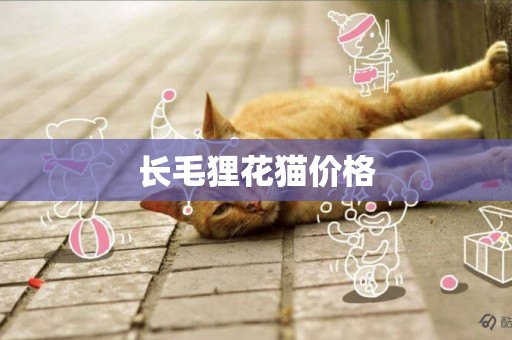長毛貍花貓價格