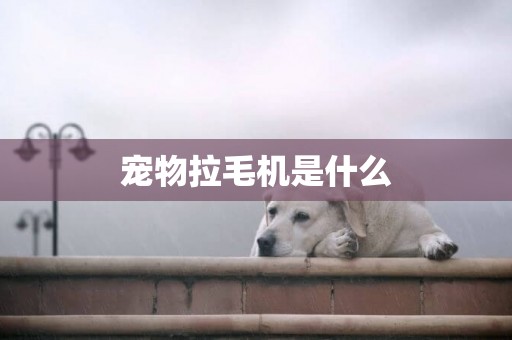 寵物拉毛機是什么