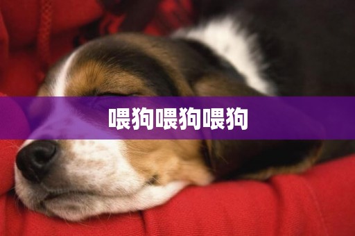 喂狗喂狗喂狗