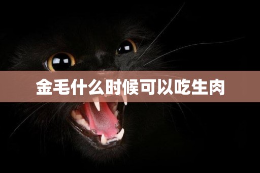 金毛什么時候可以吃生肉