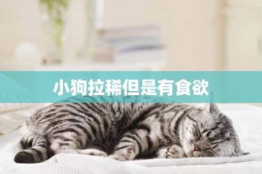 小狗拉稀但是有食欲