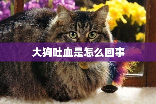大狗吐血是怎么回事