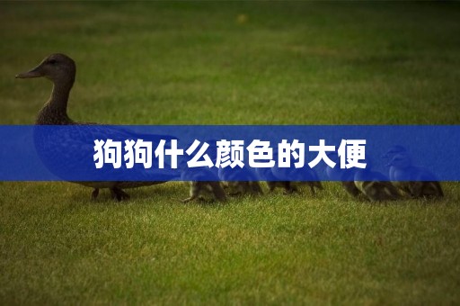 狗狗什么顏色的大便