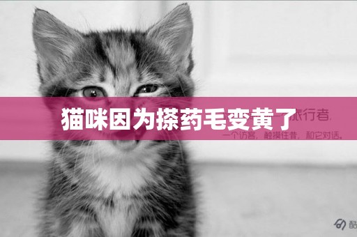 貓咪因為搽藥毛變黃了