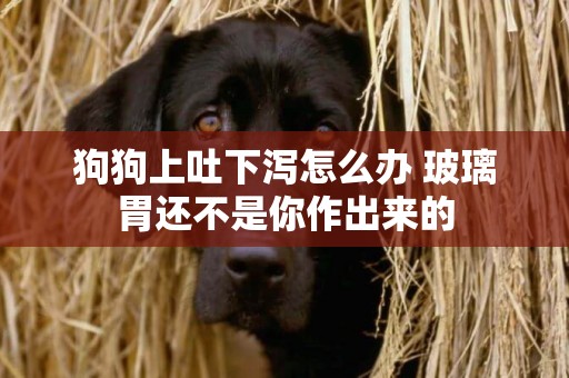 狗狗上吐下瀉怎么辦 玻璃胃還不是你作出來的 狗狗上吐下瀉怎么辦 玻璃胃還不是你作出來的