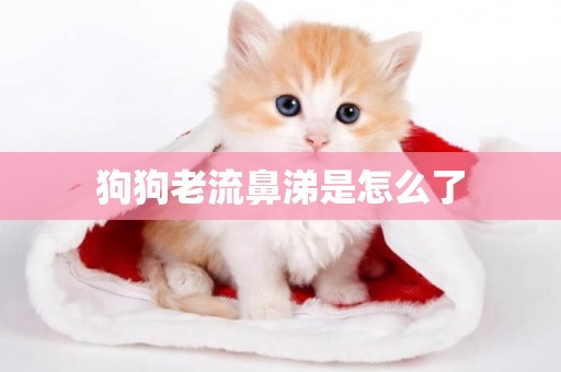 狗狗老流鼻涕是怎么了
