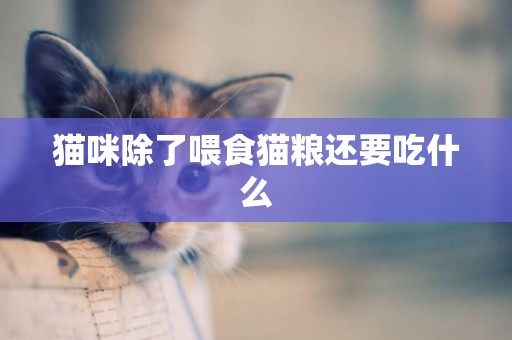 貓咪除了喂食貓糧還要吃什么