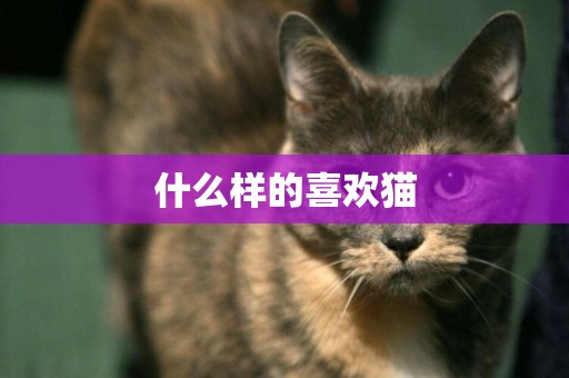 什么樣的喜歡貓