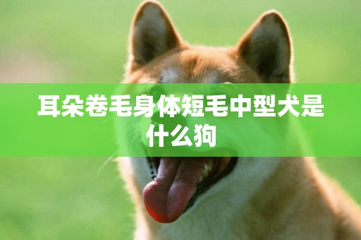 耳朵卷毛身體短毛中型犬是什么狗