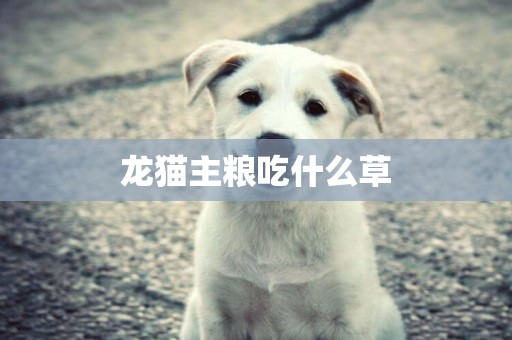 龍貓主糧吃什么草