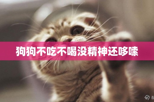 狗狗不吃不喝沒精神還哆嗦