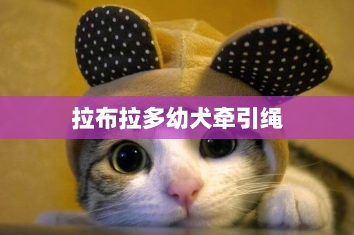 拉布拉多幼犬牽引繩