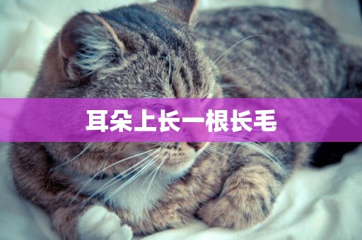 耳朵上長一根長毛