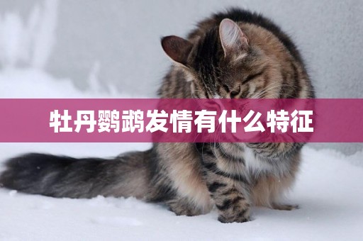 牡丹鸚鵡發情有什么特征
