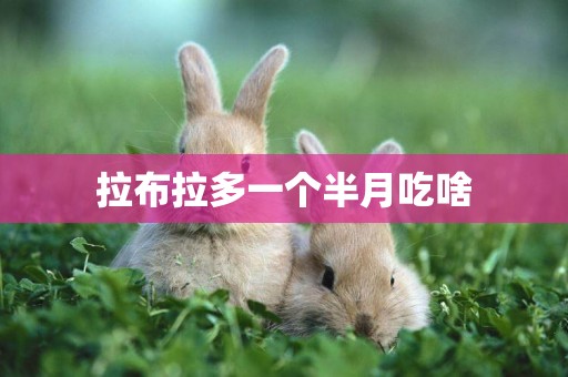 拉布拉多一個半月吃啥