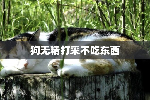 狗無精打采不吃東西