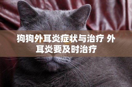 狗狗外耳炎癥狀與治療 外耳炎要及時治療