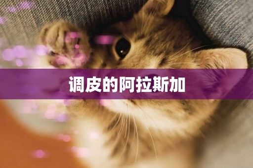 調皮的阿拉斯加
