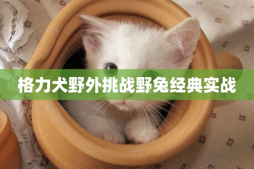 格力犬野外挑戰野兔經典實戰