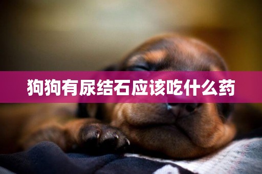 狗狗有尿結石應該吃什么藥