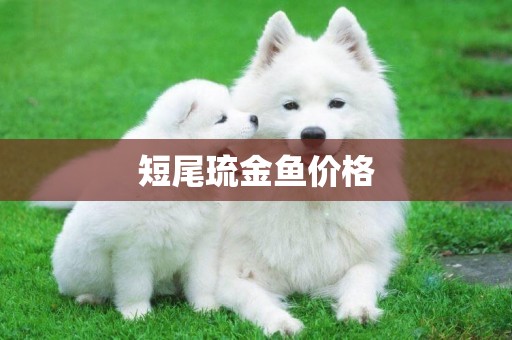 短尾琉金魚價格