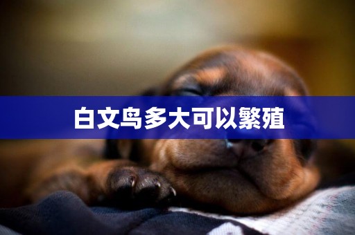 白文鳥多大可以繁殖