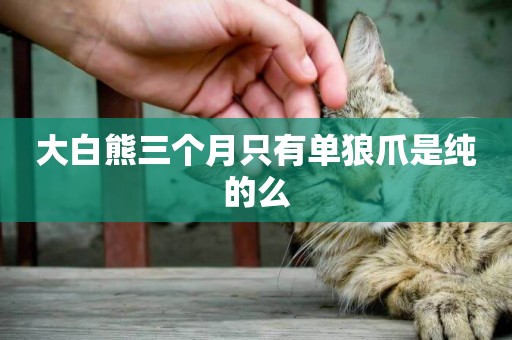 大白熊三個月只有單狼爪是純的么