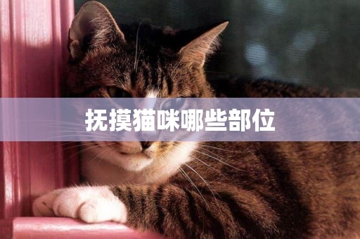 撫摸貓咪哪些部位