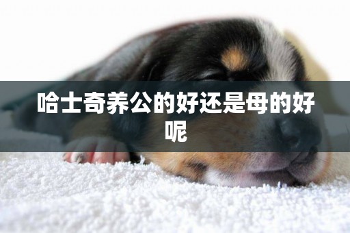 哈士奇養公的好還是母的好呢