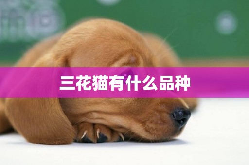 三花貓有什么品種