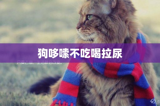 狗哆嗦不吃喝拉尿
