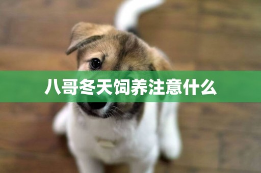 八哥冬天飼養注意什么