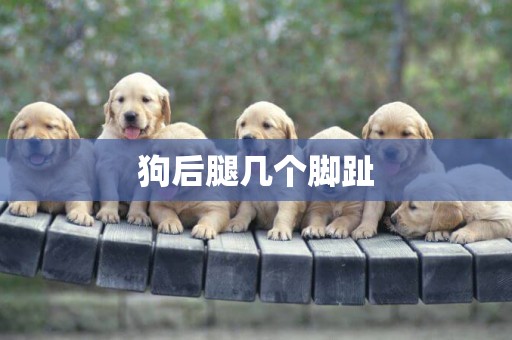 狗后腿幾個腳趾