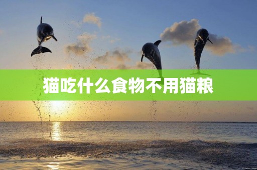 貓吃什么食物不用貓糧