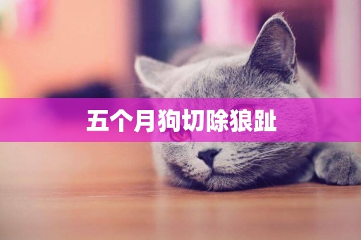 五個月狗切除狼趾