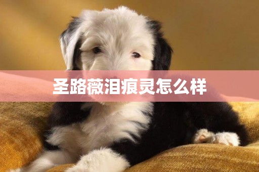 圣路薇淚痕靈怎么樣