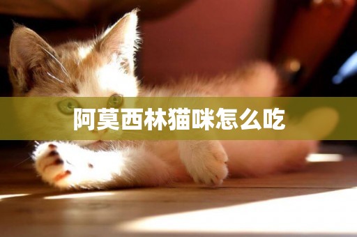 阿莫西林貓咪怎么吃