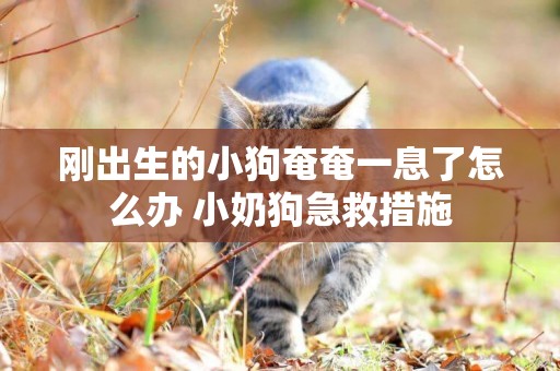 剛出生的小狗奄奄一息了怎么辦 小奶狗急救措施